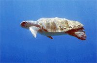 Черепахи Закинф