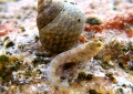 Подводный мир севера Эгейского моря Подводный мир севера Эгейского моря