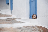 Кот Кот