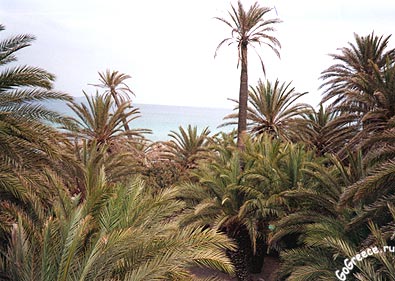 Пальмовый лес в Ваи. Отдых на Крите