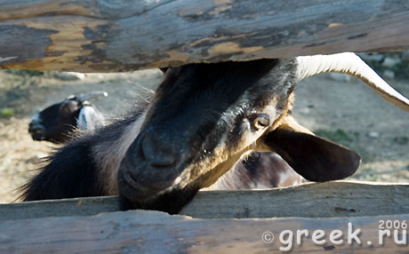 Критский любопытный козел