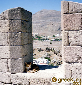 БЫЛО ЛИ СОВЕРШЕНО УБИЙСТВО 3000 "ДРУЗЕЙ ЧЕЛОВЕКА" В ГРЕЦИИ? БЫЛО ЛИ СОВЕРШЕНО УБИЙСТВО 3000 "ДРУЗЕЙ ЧЕЛОВЕКА" В ГРЕЦИИ?