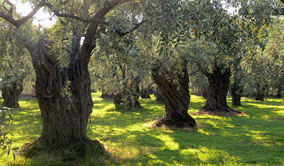 ��� ��������� ������� � �������� �����