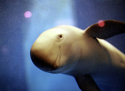 ������ ������������ ������� �� 15 ��� ��������� � �������� ����