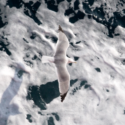 ������ �������� ����� � ������