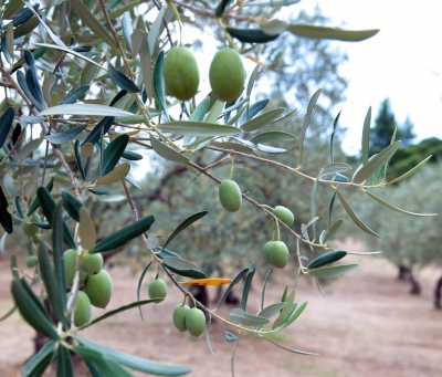 Греческие оливки больше не приедут в Россию