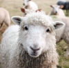 Стадо овец съело 100 килограммов конопли и лишило фермера урожая