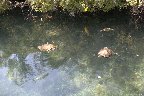 IMG_8562.jpg