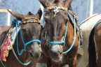 ������ �� ���������