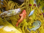 DSCN7606.JPG