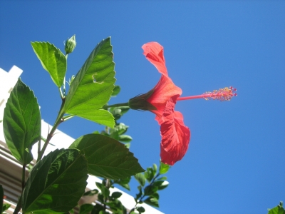 ������� :: ���� :: ������