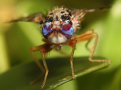 На Крите готовят удар по насекомым-вредителям с помощью генетики