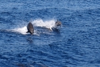 DSC_3901.jpg