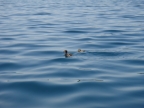 DSC01635.JPG