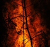 В Греции из-за сильных лесных пожаров эвакуируют несколько поселков