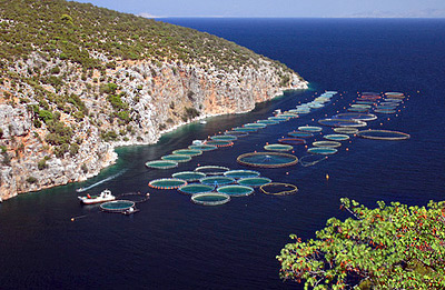 Рыбоводство может стать ключом к спасению греческой экономики наравне с туризмом