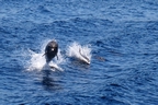 DSC_3900.jpg
