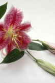 flowers_049-320x480.jpg