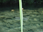 DSC01636.JPG