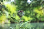 IMG_6260.jpg