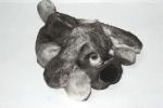 PUPPY1
