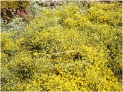 ������ ����� �� ������