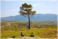 rodos_15