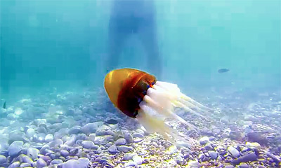 Робот-осьминог выплывает в открытое море