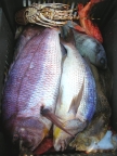 DSCN7653.JPG