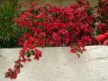 DSC00809