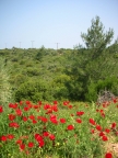 DSCN7509.JPG