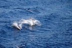 DSC_3895.jpg