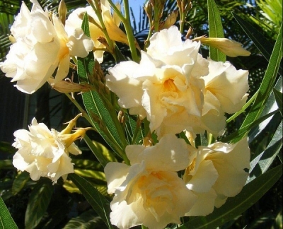 ����������� �����: ������� � ��� ���� ���������� love story