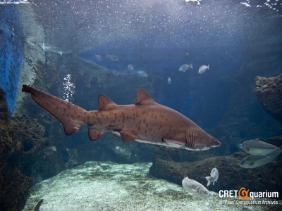 �������� �� ������� ����