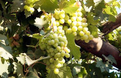Самое древнее вино в Европе сделали 6 500 лет назад в Кавале!