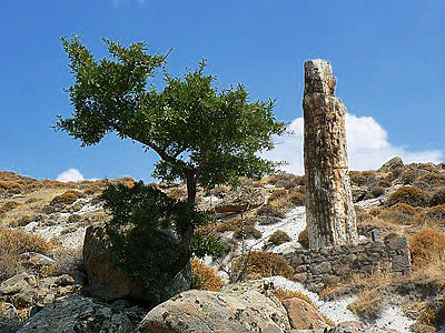 Парк окаменевших деревьев на Лесбосе могут включить в список Всемирного наследия ЮНЕСКО