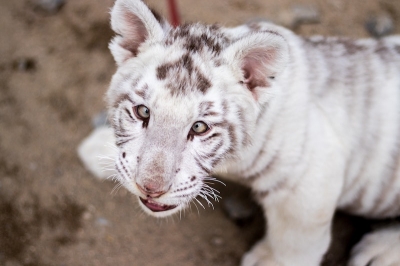 Греческие ветеринары борются за жизнь белого тигренка