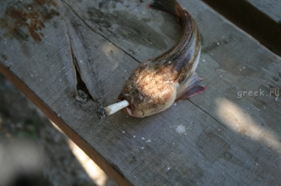 Новинки фото: Рыбалка на Самосе