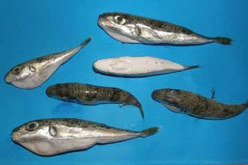 В греческих территориальных водах второй раз за несколько месяцев выловлена ядовитая рыба семейства Tetraodontida