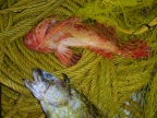 DSCN7605.JPG