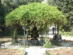DSC01781.JPG