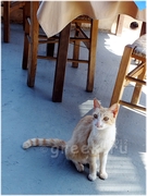 ������� ������� (Kapsali) � �������