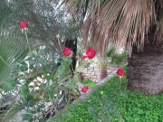 IMG_5852.JPG