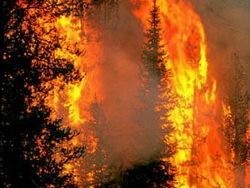 Греция: пожар уничтожил лес на границе с Турцией