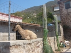 S6303220.JPG