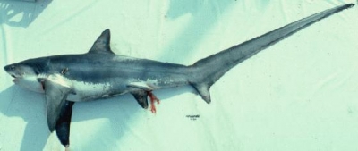 В Греции поймали акулу весом в сто килограммов