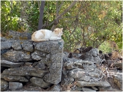 ������� ������� (Kapsali)