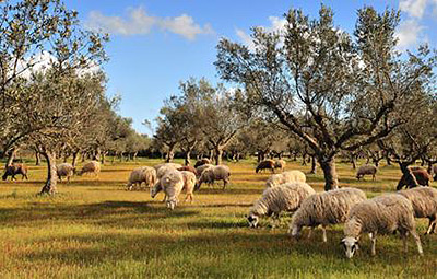 Греческий премьер Ципрас настаивает на 13% НДС для фермеров