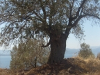S6303280.JPG