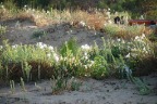 Панкраций приморский - лилия с чудесным запахом!